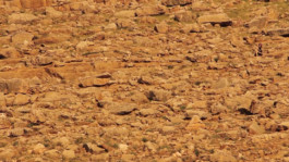 A+ Online Festival of Video Art